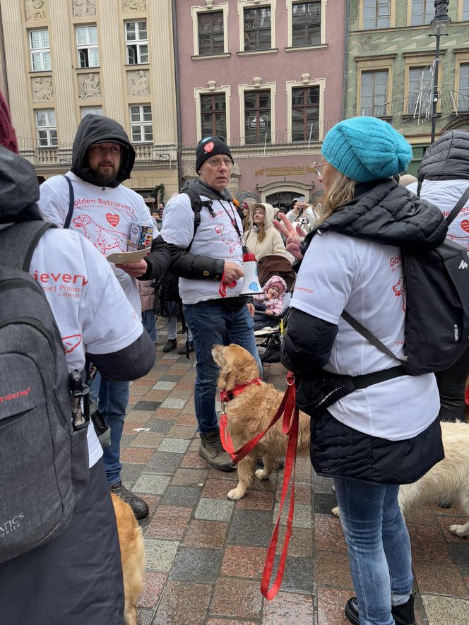 Golden Retriever WOŚP w Poznaniu