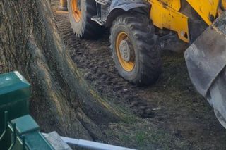 Ciężki sprzęt rozjeżdżał Bydgoskie Drzewo Roku. Społecznicy interweniują