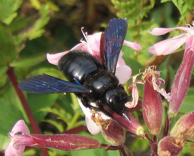 Zadrzechnia fioletowa