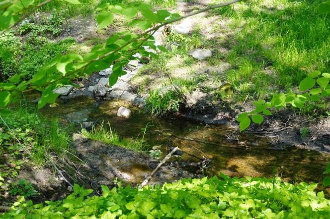 Tak wygląda park w dolinie Ślepiotki w Katowicach