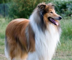 Collie