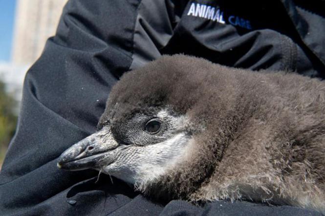 Pingwinki znalazły dom na Coney Island