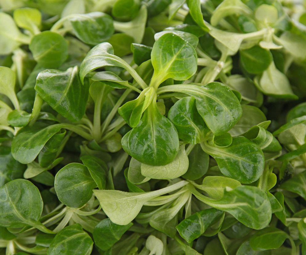 Roszponka. Ma najmniejsze listki ze wszystkich sałat – podłużne, jasnozielone lub drobne w ciemnozielonym kolorze. Im mniejsze listki, tym bardziej aromatyczne, lekko orzechowe w smaku. Można dodać ją do innych sałat, przyrządzić jak szpinak, ugotować zupę. Aby była świeża i krucha, przechowuj ją w lodówce w wilgotnej ściereczce.