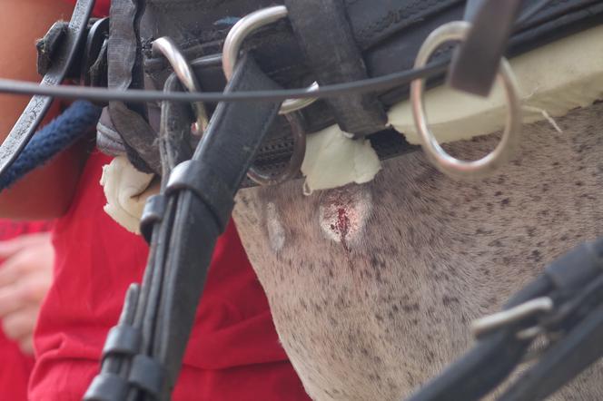 Poranione konie SKRZATUSZ