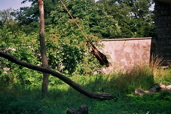 Powódź tysiąclecia we Wrocławiu. Zobacz, jak ratowano zoo przed wielką wodą 