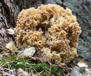 Siedzuń sosnowy czyli kozia broda. Występowanie, smak, właściwości prozdrowotne