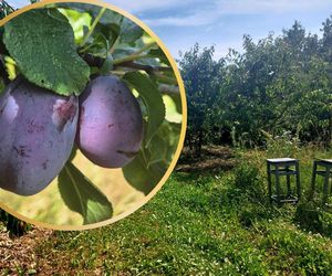 Śliwkowy sad pod Bydgoszczą. Drzewa uginają się pod ciężarem owoców, można rwać i brać za pół ceny!