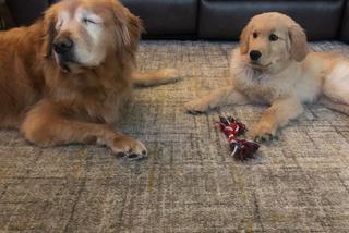 Pies ma psa przewodnika