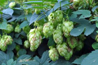 Najpiękniejsze pnącza do ogrodu. Zdjęcia