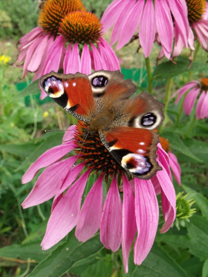 Motyle w ogrodzie