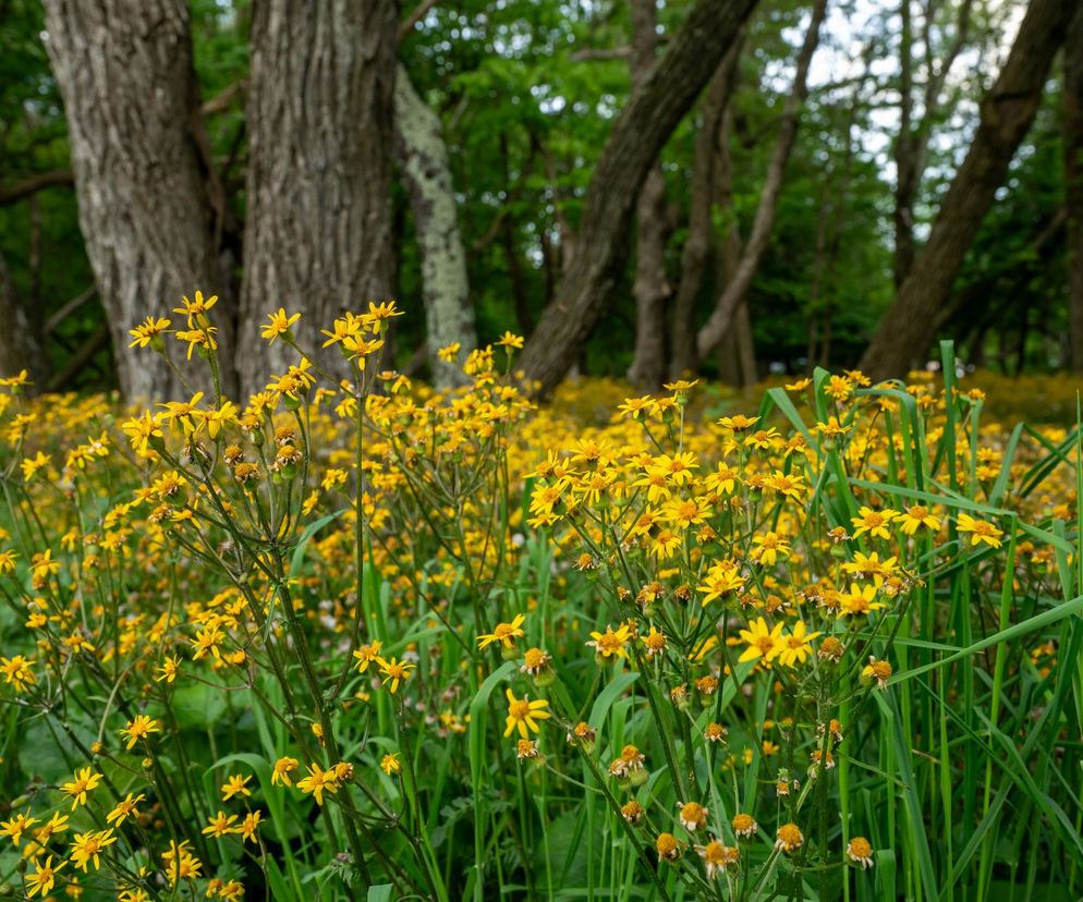 Ta rakotwórcza roślina rośnie w całej Polsce. Sprawdź, jak wygląda starzec jakubek