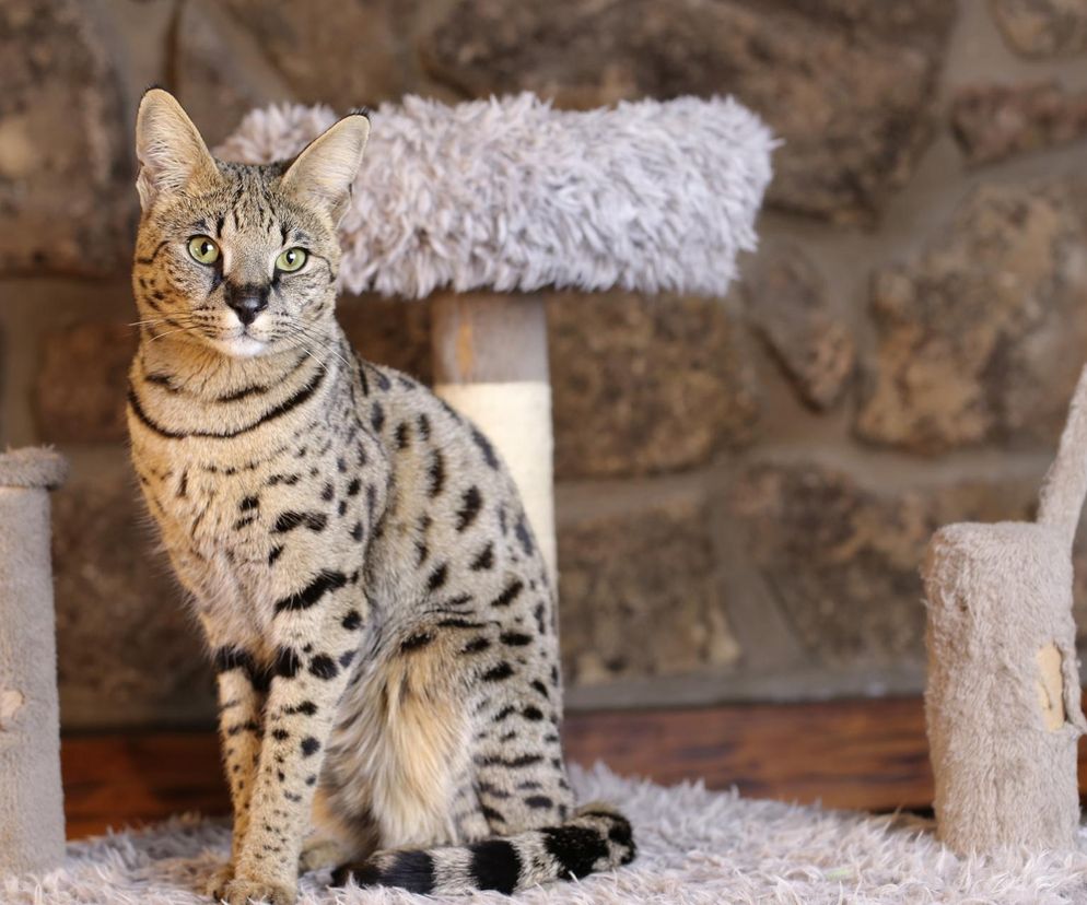 Dziki kot wrócił do domu! Serwal Sasza odnalazł się po tygodniu na wolności