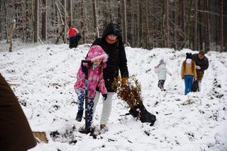 Nadleśnictwo Kliniska posadziło 400 drzew. Pomogła radna ze Stargardu 