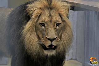 Lwy z gdańskiego ogrodu zoologicznego pojechały do zoo w Opolu. Jeden z nich założy tam rodzinę!