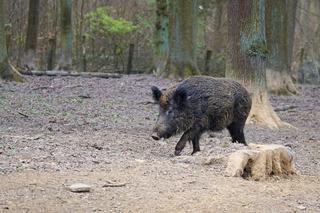 W weekend ma ruszyć wielkie polowanie na dziki, także w Małopolsce