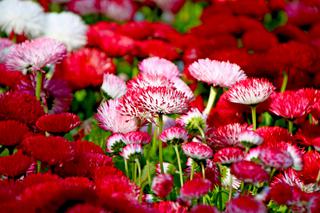 Stokrotki – popularne kwiaty ogrodowe. Stokrotki w ogrodzie i na balkonie