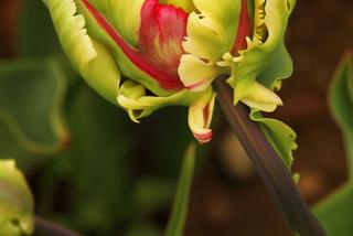 Tulipany papuzie