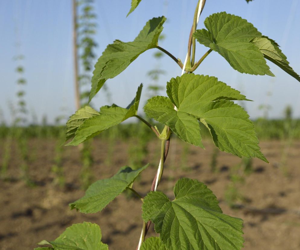 Pędy chmielu - w Polsce chwast, a Niemcy płacą 1000 € za kilogram