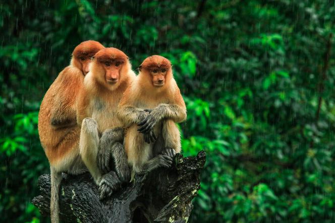 Dziwne małpy na Borneo