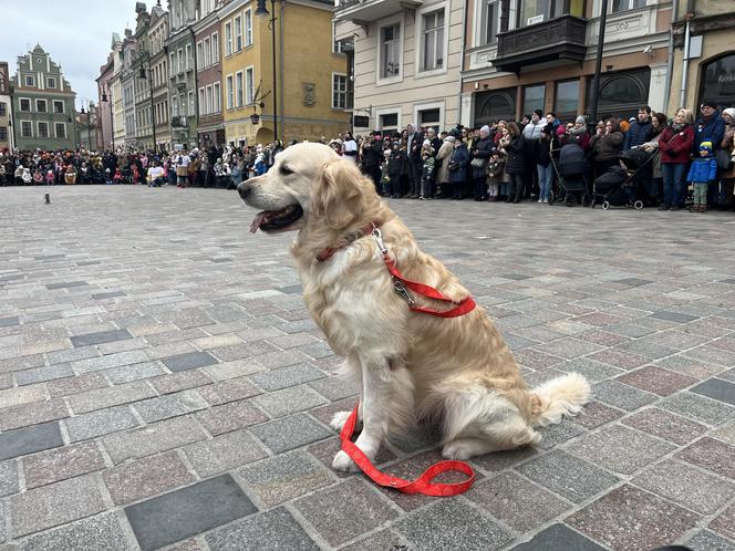 Golden Retriever WOŚP 2024 w Poznaniu. Psiaki też zbierają na dzieciaki. Kwesta na WOŚP i pokazy Golden Retrieverów 