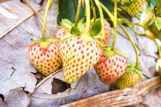 Pineberry