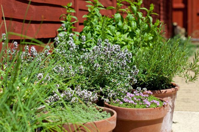 Zioła w doniczkach