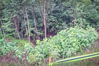 Rdestowiec na budowie Trasy Północnej