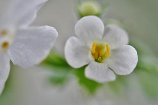 Brahmi (bakopa drobnolistna)