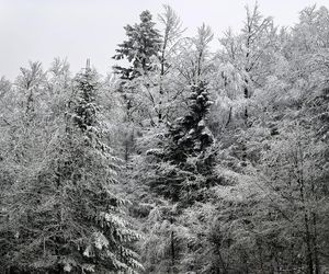 Pierwszy śnieg w Bieszczadach