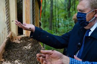 Pszczoły zamieszkały w drzewach. To pierwszy taki projekt w Polsce [ZDJĘCIA]