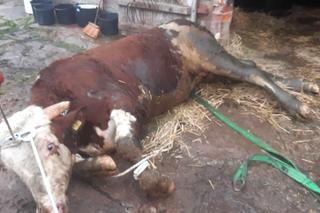 Byk wpadł do szamba, bo zawalił się pod nim strop. Na pomoc ruszyli strażacy