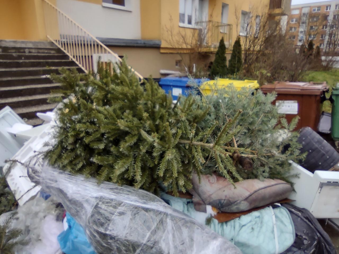 Gorzów: Świątecznych choinek nie wyrzucamy byle gdzie. Ruszyła zbiórka drzewek