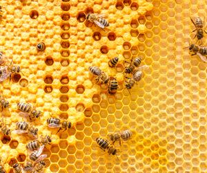 Wosk pszczeli - właściwości i zastosowanie