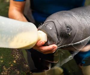 W ZOO Wrocław urodził się mały manat karaibski! To zwierzę to prawdziwy unikat