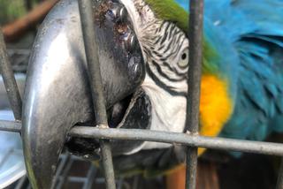 Wydrukowali papudze nowy dziób! Co za widok