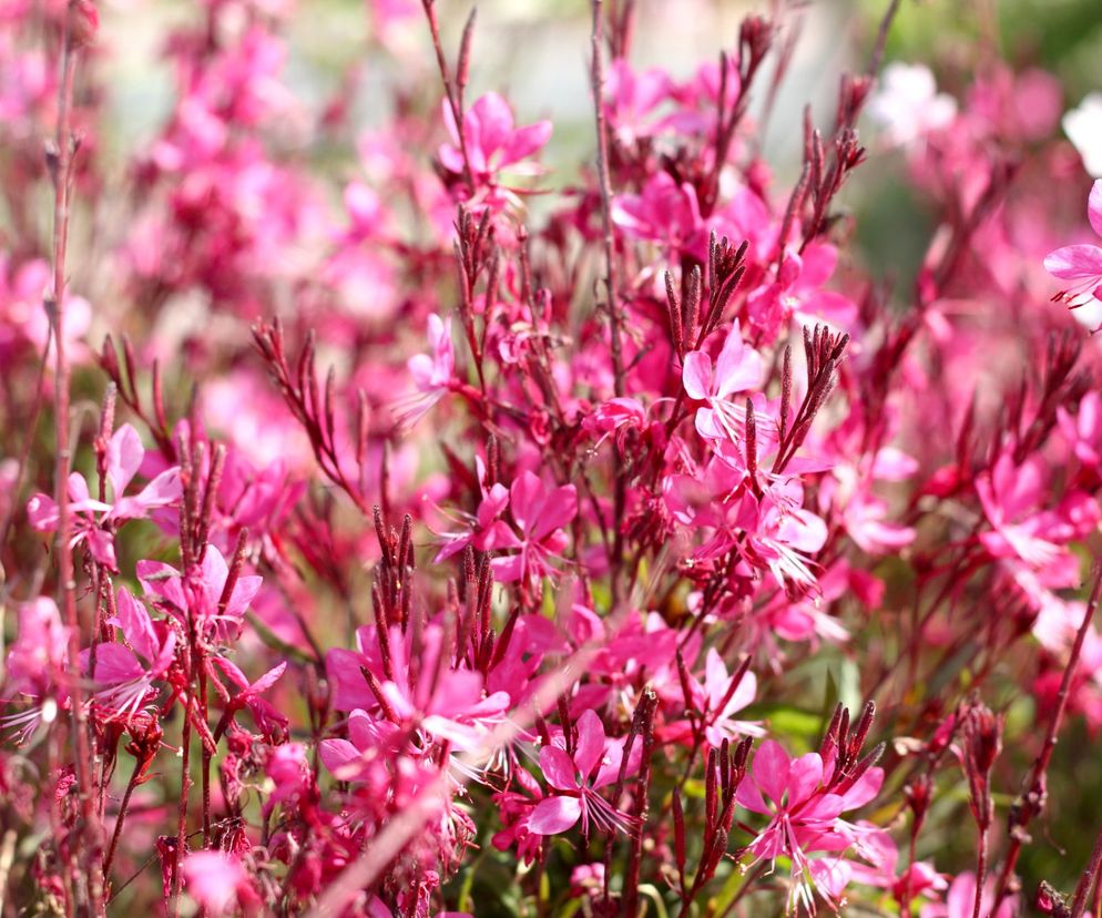 Gaura Lindheimera