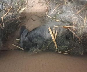 Króliczki skazane na śmierć w Orzeszu