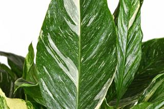 Skrzydłokwiat 'Diamond Variegata'