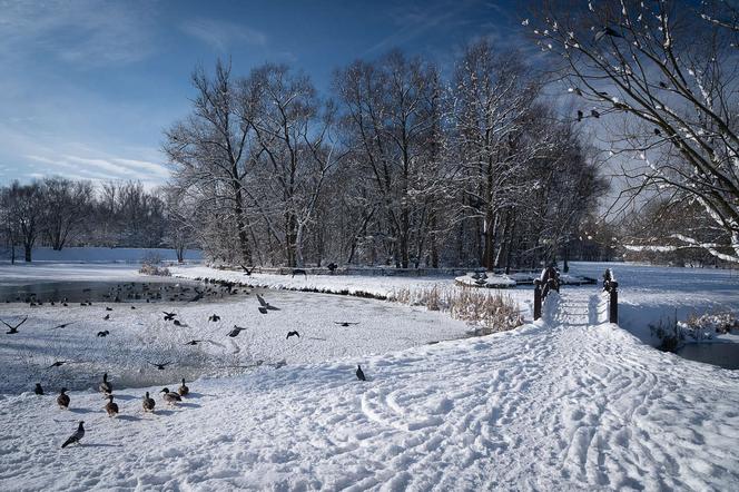 Zimowa kraina tuż pod Krakowem. Skawiński park zachwyca o tej porze roku [ZDJĘCIA]