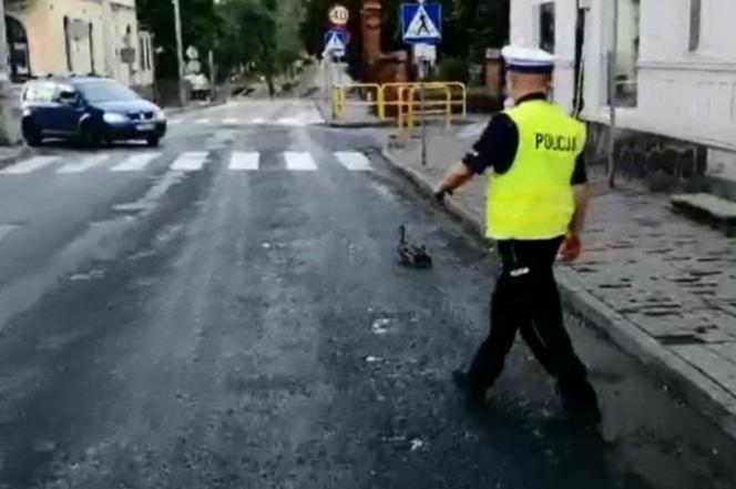 Policjanci ze Świecia eskortowali kaczą rodzinę