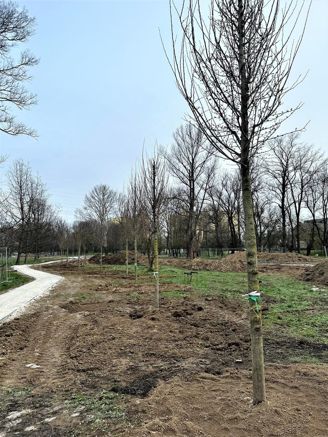 Wielkie drzewa staną w Ogrodzie Płaszów. Nasadzenia już trwają