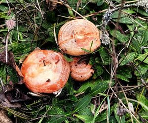 Rydze znalezione na Kaszubach. zdjęcia z grupy bory tucholskie.  Łukasz Węgrzyn