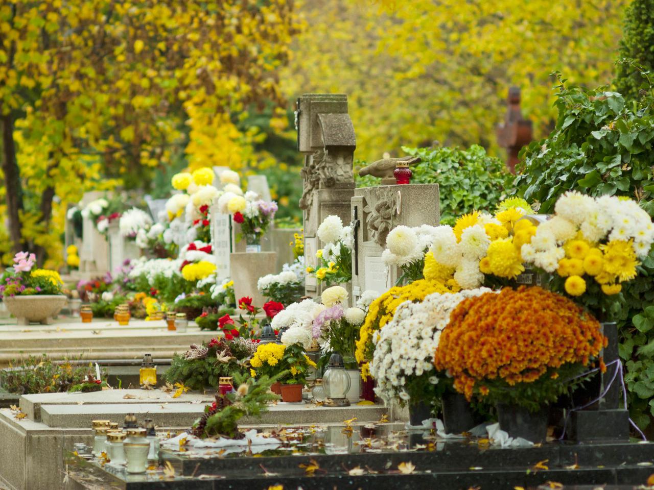 Wszystkich Świętych - ile zapłacimy za chryzantemy? Sprawdź ceny