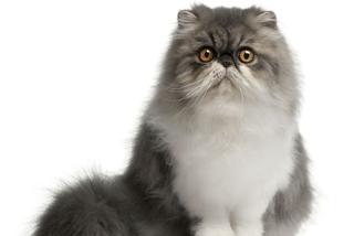 Kot perski - wymagający elegant. Charakter, choroby, pielęgnacja