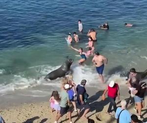 Lew morski rzucił się na tłum plażowiczów! Wideo przeraża