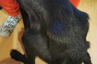 Dramatyczna interwencja Pet Patrol z Rybnika: Tak wychudzonego psa jeszcze nie widzieliśmy