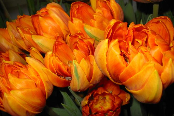 Tulipan 'Orange Princess'