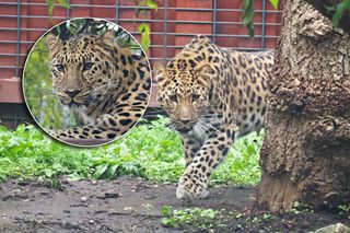 Nowa mieszkanka zoo w Warszawie. Na wolności żyje tylko 130 osobników