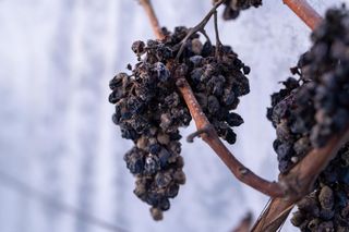 Zbiory winogron, luty 2025, Winnica Turnau