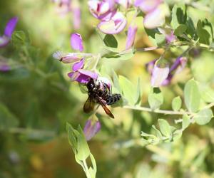 Krzyżownica mirtolistna - Polygala myrtifolia